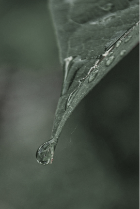 水滴が滴る葉